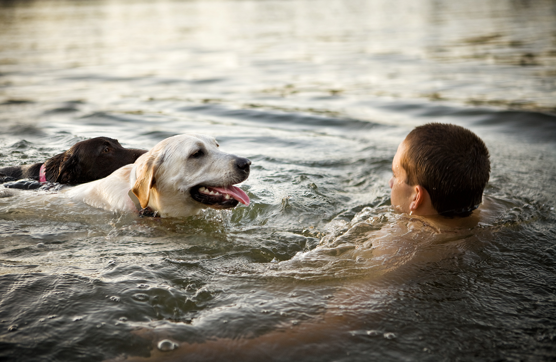 DockDogs8